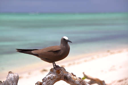 RODRIGUES ISLAND, MAURITIUS: Brown noddy (Anous Stolidus) at Cocos Islandの写真素材