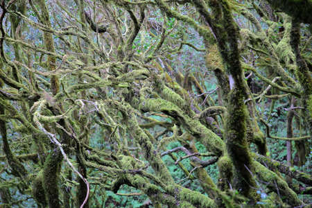 GARAJONAY NATIONAL PARK, LA GOMERA, SPAIN: Laurel forest and its tangle of moss covered trunks and...