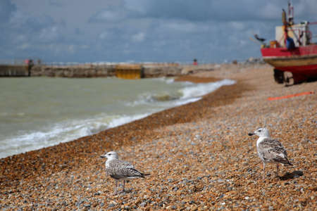 Close-up on seagulls with a beach launched fishing boat in the background, Hastings, UKの写真素材