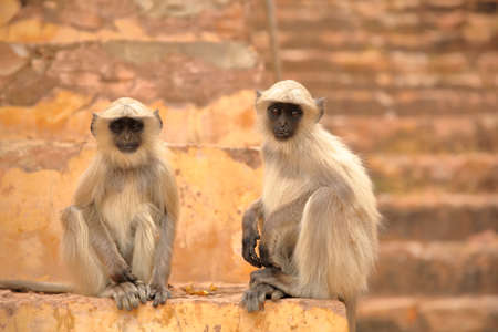 Portrait of two monkeys (Gray Langur) near Amber fort, Rajasthan, India