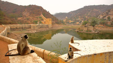 Fortified walls around Amber fort overlooking a lake with monkeys (Gray Langur) in the foreground, Amber, Rajasthan, Indiaの写真素材