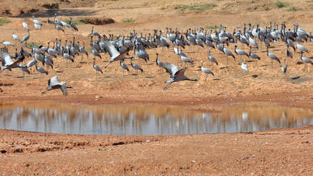 Demoiselle Cranes (Grus virgo) at Kichan village, Rajasthan, Indiaの写真素材