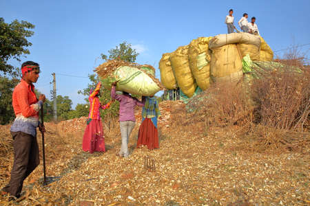 CHITTORGARH, RAJASTHAN, INDIA - DECEMBER 13, 2017: Farmers loading corn stover on a truck in the countryside around Chittorgarhのeditorial素材