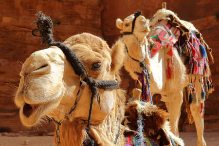 Portrait of camels in Petra, Jordan, Middle Eastの写真素材