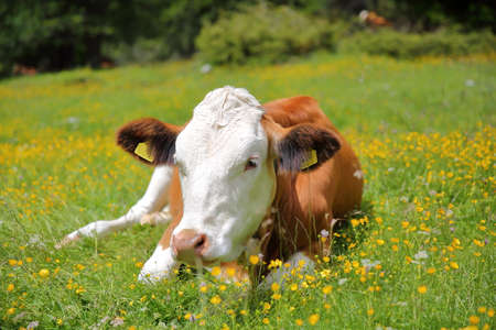 Portrait of a cow in a meadow along Vallunga Valley above Selva, Val Gardena, Dolomites, Italyの写真素材
