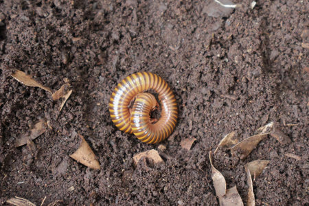 coiled caterpillar beetle on a soil, reptile type worm, caterpillar, grup