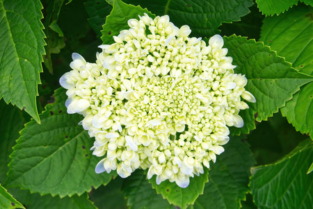 white hydrangea flower buds top view. nature background image. close-up hydrangea no people.