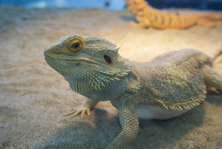 portrait of  yellow-gray iguanas chameleon or lizard. close-up shot head of reptile no people.の写真素材