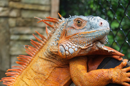 portrait of  red iguanas chameleon or lizard. close-up shot head of reptile no people.の写真素材