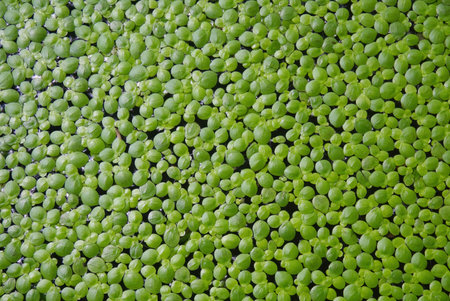 Green Duckweed texture for wallpaper and background close up shot. Abstract background. Texture background. Macro photography.の写真素材