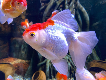 perfect beautiful white and orange goldfish closeup swiming in terrarium no people.の写真素材
