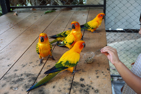 Child Feeding Colorful Parrots on Wooden Platform .child feeds vibrant sun conure parrots on a...