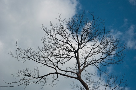 tree and skyの写真素材