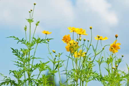 à¸´à¸´à¸´bright yellow sulphureus and blue skyの写真素材