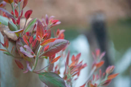 leaf on top of the treeの写真素材
