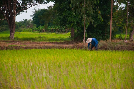 rice farm and farmer of thailandの写真素材