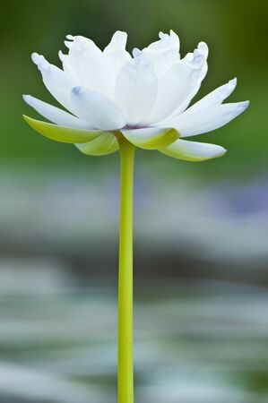 white lotus on green backgroundの写真素材