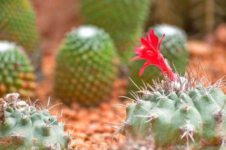 red flower of ball cactusの写真素材