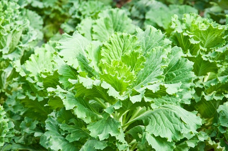 green cabbageの写真素材