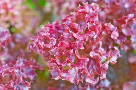 red oak, red coral  soilless or hydroponic system vegetableの写真素材