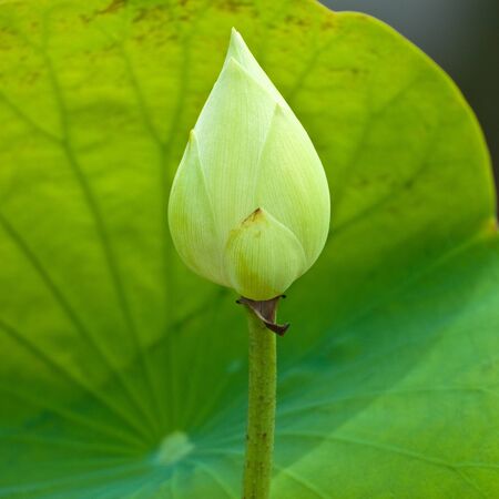 little lotus in the pond with the green leafの写真素材