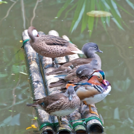 Mandarin Ducks  relaxing in pondの写真素材