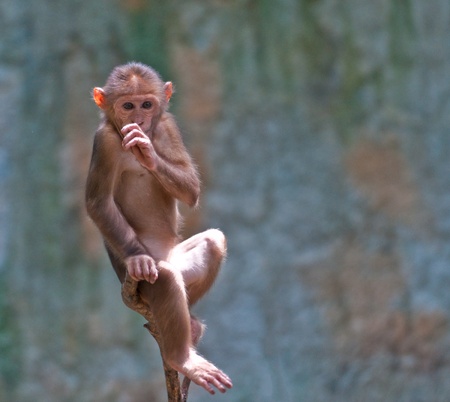 young monkeyの写真素材