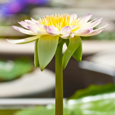 purple white lotus on shiny dayの写真素材