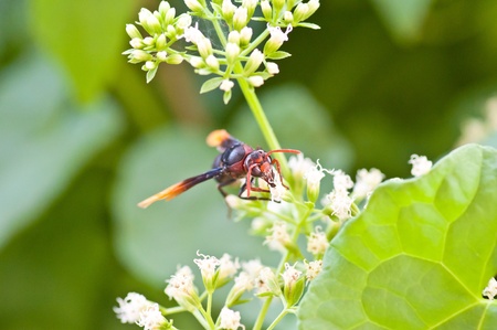 Wasp on flowerの写真素材