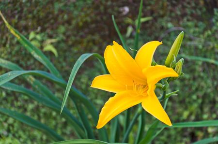 Yellow lily against the windの写真素材