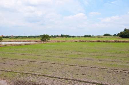 Paddy Rice Fieldsの写真素材