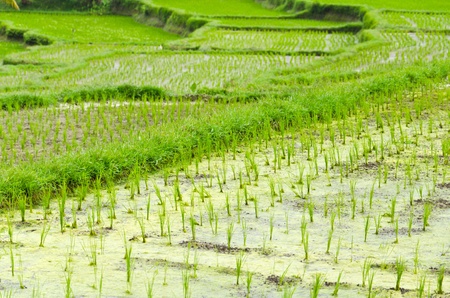 terrace rice fields, Bali, Indonesiaの写真素材
