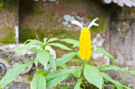 yellow  flower of acanthaceaecan found in Thailand and Bali, Indonesiaの写真素材