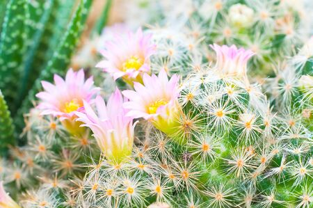 blossom and thorn of cactus close upの写真素材