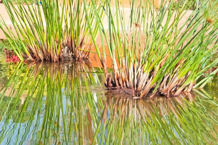 papyrus green plant and shadow on waterの写真素材