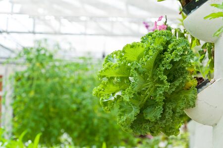 soilless or hydroponic on shiny morningの写真素材
