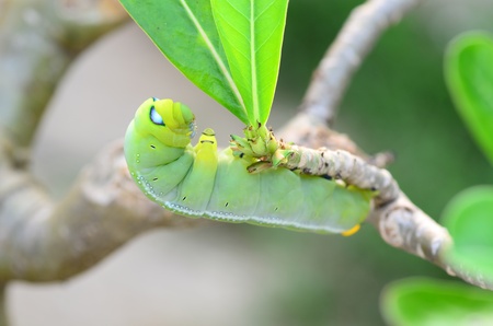 Caterpillar holding on branchの写真素材