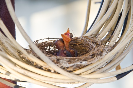 Two baby birds on their nest 