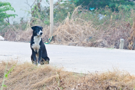 dog waiting patiently for owner on streetの写真素材
