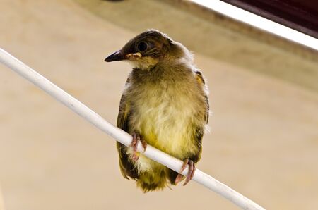 Baby bird hold on cable wire の写真素材