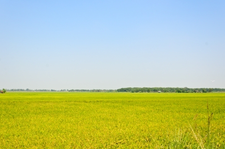 Ripening rice in a paddy fieldの写真素材