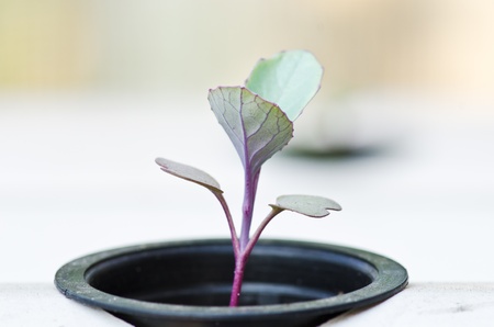 soilless vegetable or hydroponic system seedlingの写真素材