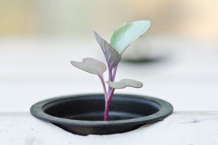 soilless vegetable or hydroponic system seedlingの写真素材
