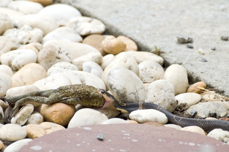 Small cobra eating big toadの写真素材