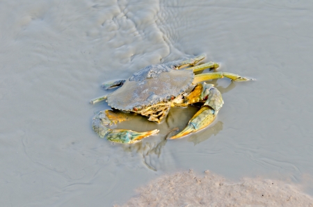 Sea Crab in watercourse waiting for food の写真素材