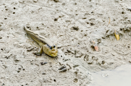 Mudskipper fish  waiting for food の写真素材
