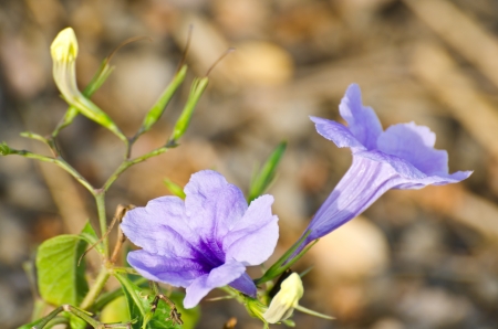 perple flower of minnerroot can found in Thailandの写真素材
