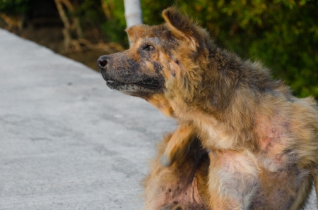 Abandoned stray dog sitting on the road の写真素材