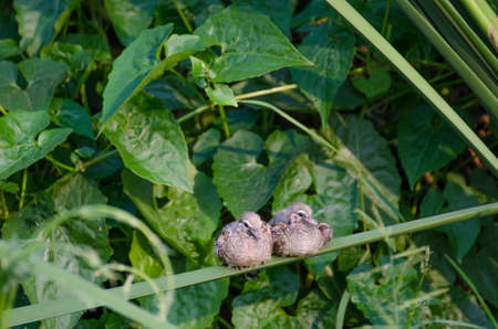 Two baby doves hold on green leaf.の写真素材
