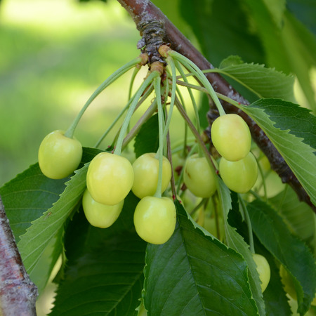 Sweet cherries hanging on the cherry tree branch